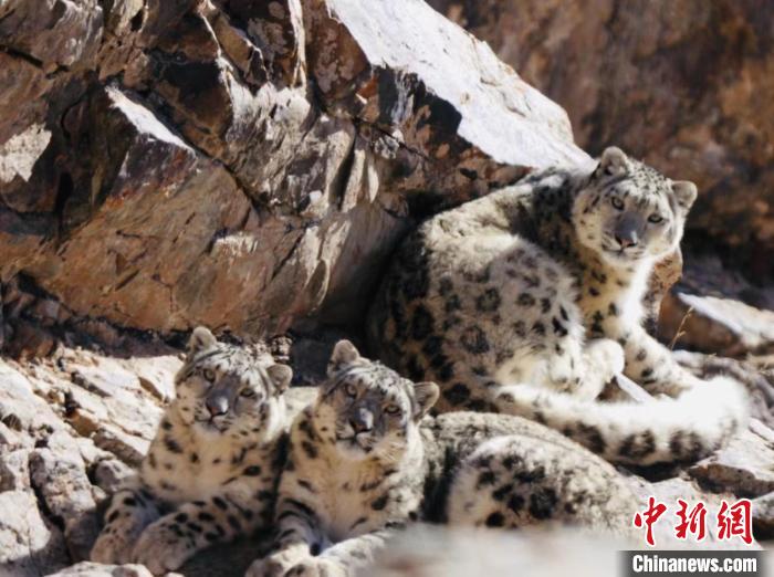 青海都蘭：雪豹、兔猻等多種珍稀野生動物亮相