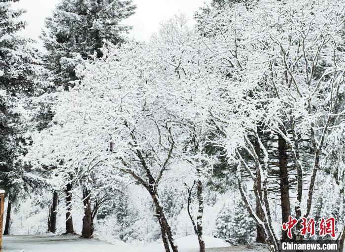 大熊貓國家公園王朗片區(qū)春雪如畫，宛若仙境?！×_春平 攝