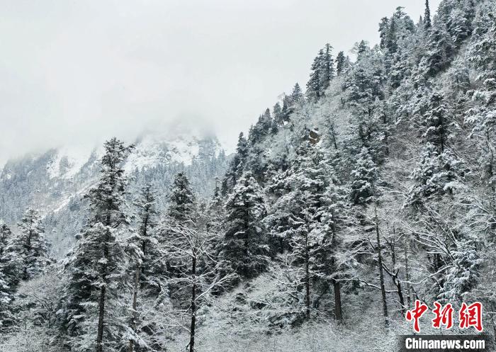 大熊貓國家公園王朗片區(qū)春雪如畫，宛若仙境。　羅春平 攝