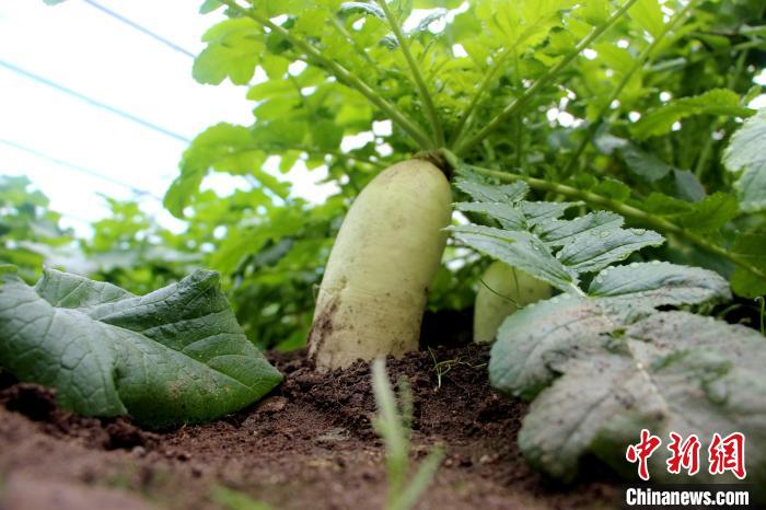 圖為亞東邊檢站“警營菜園”喜獲豐收的白蘿卜?！⊥鯑|東 攝