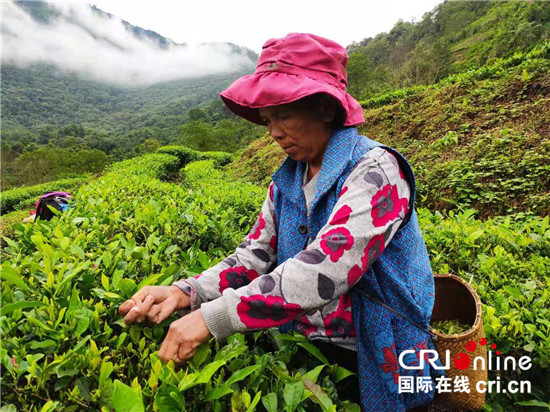 【100年 70載 林芝跨越】西藏墨脫背崩村用小茶葉托起致富夢_fororder_08