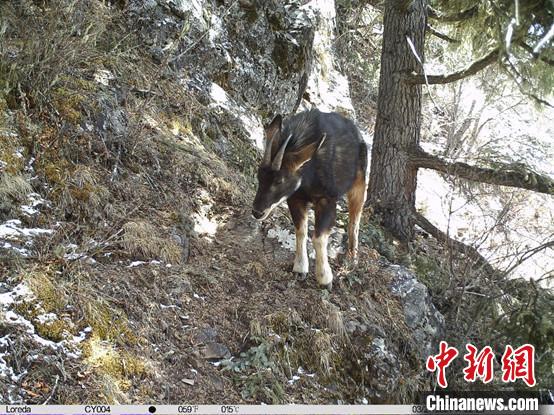 圖為相同位點記錄到的國家二級重點保護(hù)野生動物—中華鬣羚?！≈袊茖W(xué)院昆明動物研究所提供