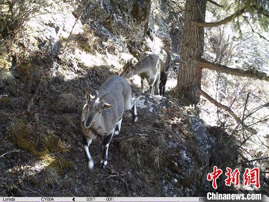 圖為相同位點記錄到的雪豹主要獵物—巖羊?！≈袊茖W(xué)院昆明動物研究所提供