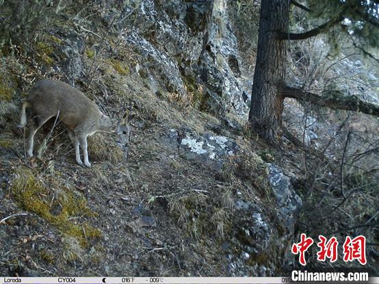 圖為相同位點記錄到的國家一級重點保護(hù)野生動物—馬麝。　中國科學(xué)院昆明動物研究所提供