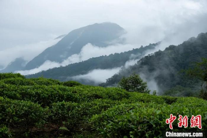 墨脫縣背崩鄉(xiāng)的高山茶場。