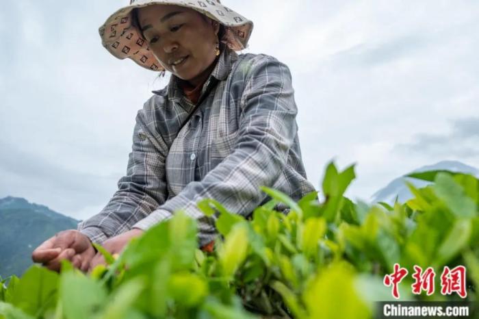 圖為墨脫縣背崩鄉(xiāng)門巴族民眾采摘茶葉。