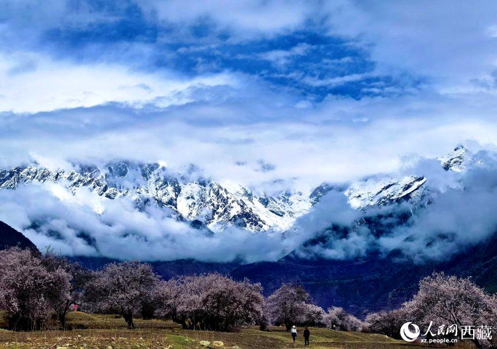 雪山下的桃花。人民網(wǎng) 李海霞攝