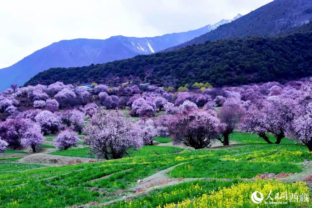 一樹樹野桃花開得正艷。人民網(wǎng) 李海霞攝