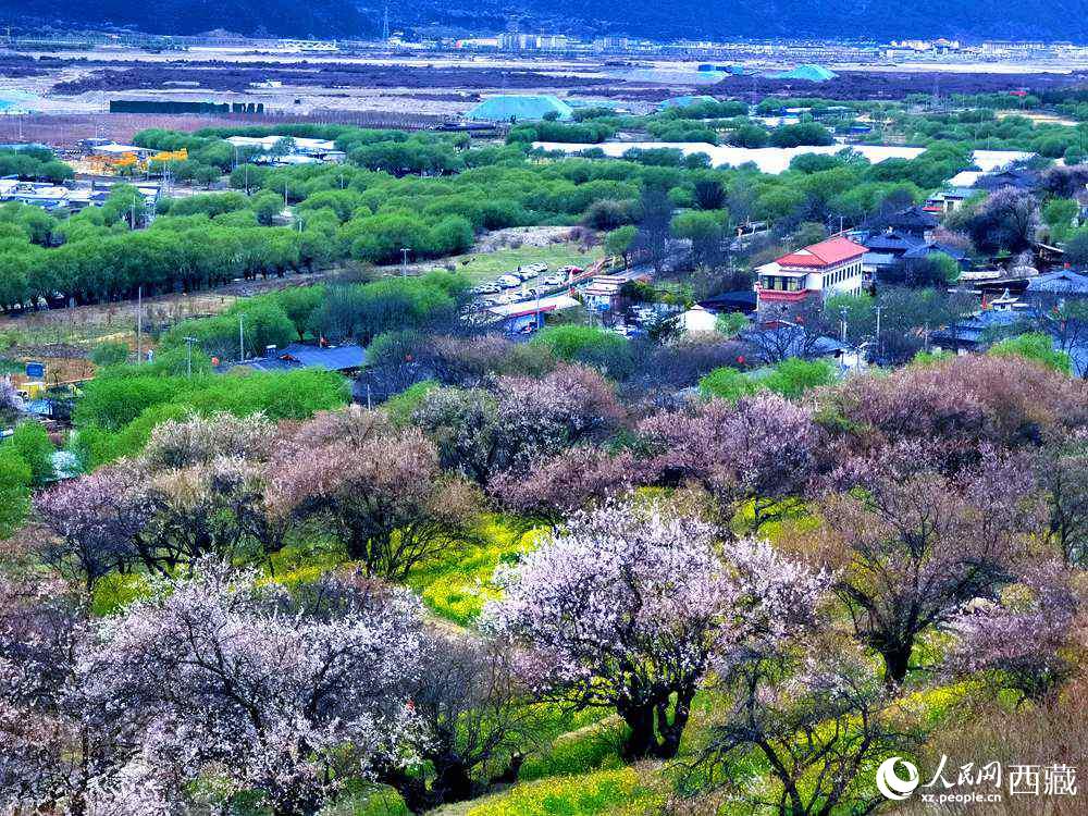 漫山開放的野桃花。人民網(wǎng) 李海霞攝