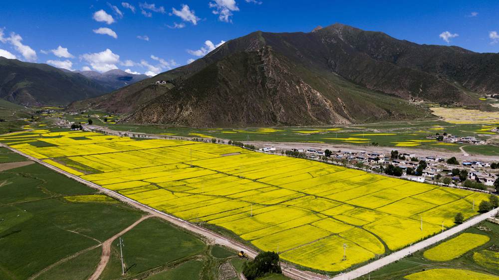 西藏墨竹工卡縣油菜農(nóng)田。