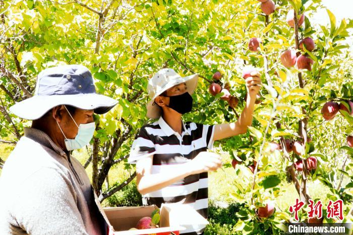 圖為西藏阿里札達縣底雅鄉(xiāng)村民在自家果園采摘果實?！“⑼?攝