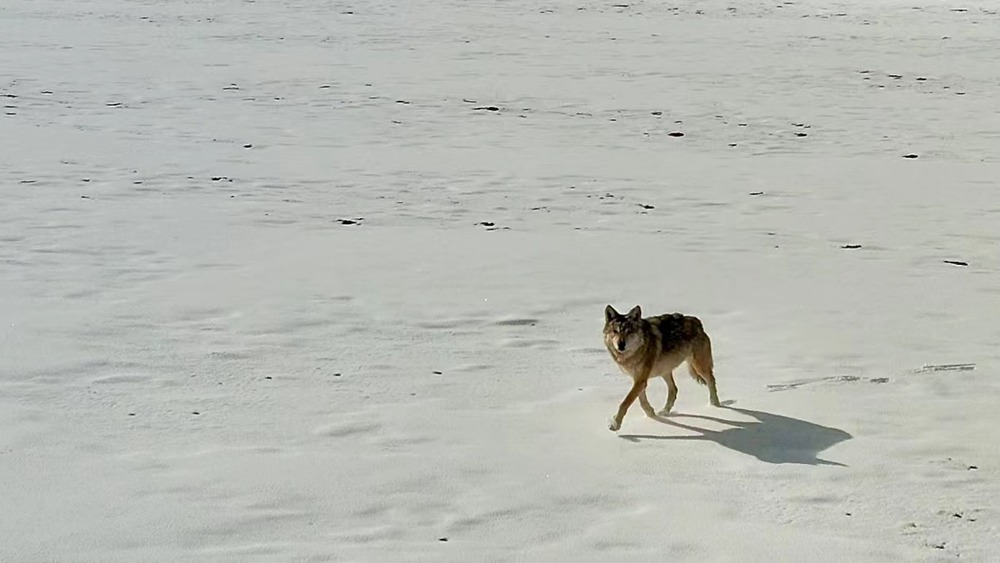 雪地里的阿里“狼”。