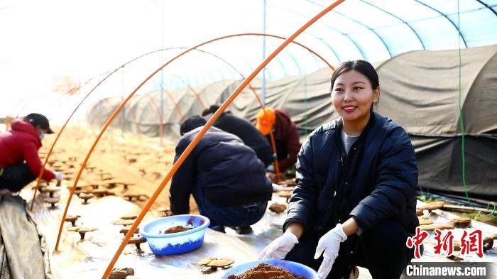 圖為農民采收靈芝孢子粉?！∴嚢?攝