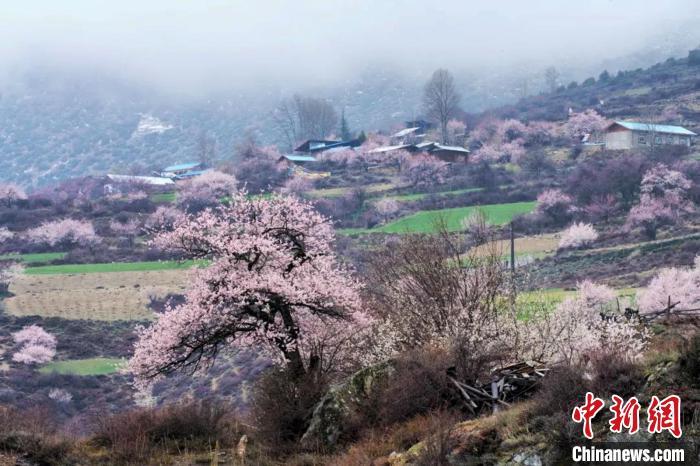 西藏林芝公布各區(qū)縣桃花節(jié)賞花路線