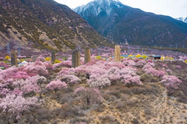 人間桃花源！林芝桃花有多絕？