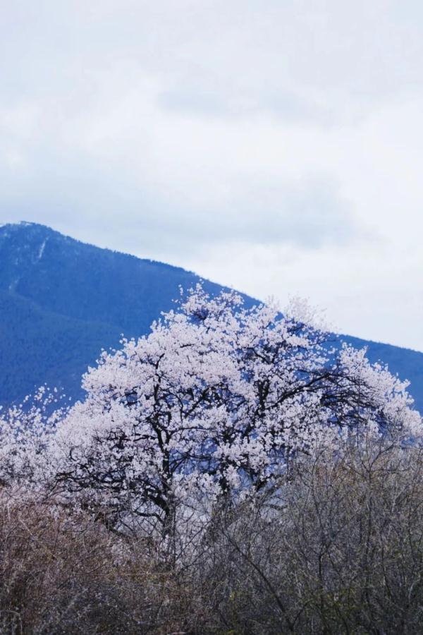 人間桃花源！林芝桃花有多絕？