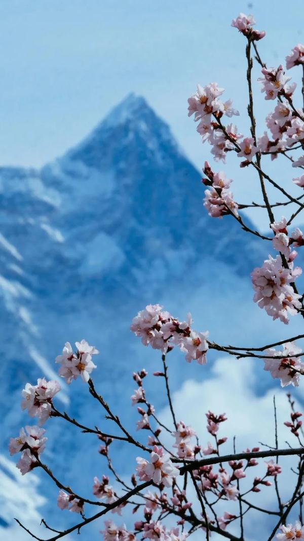 人間桃花源！林芝桃花有多絕？