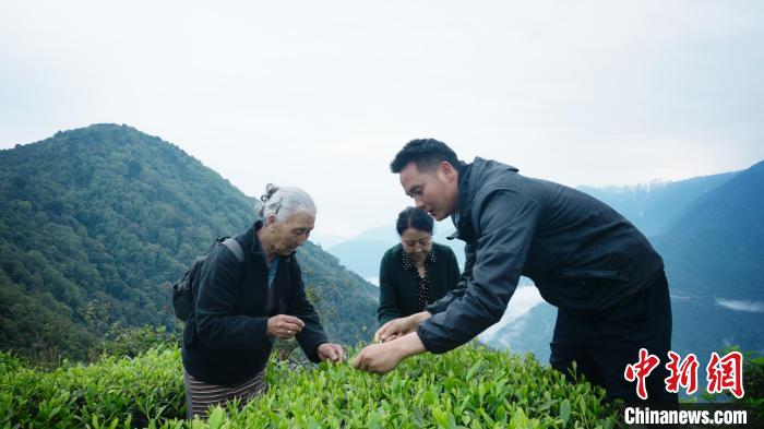 圖為銀發(fā)旅游體驗(yàn)團(tuán)兩位老人體驗(yàn)采茶?！∥鞑貙ｍ?xiàng)旅游協(xié)會(huì)供圖