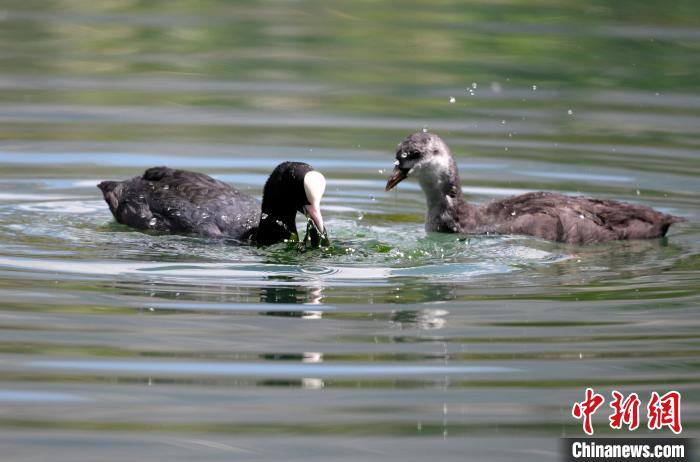 圖為6月22日，棲息在拉魯濕地內(nèi)的古頂雞?！±盍?攝