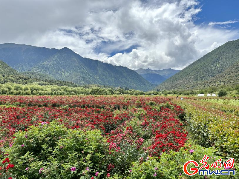 我們的家園丨工布花谷：高原花開(kāi)香飄全國(guó)，產(chǎn)業(yè)經(jīng)濟(jì)增收致富