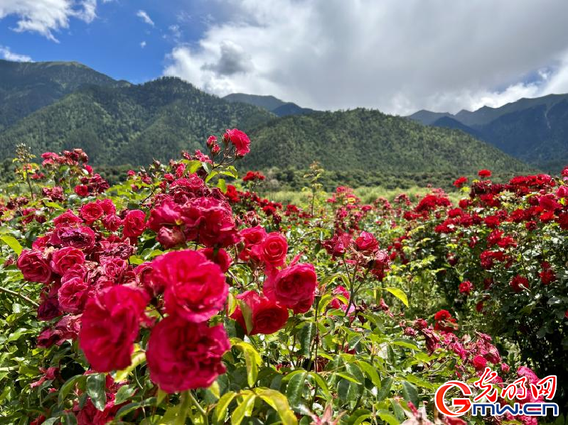 我們的家園丨工布花谷：高原花開(kāi)香飄全國(guó)，產(chǎn)業(yè)經(jīng)濟(jì)增收致富