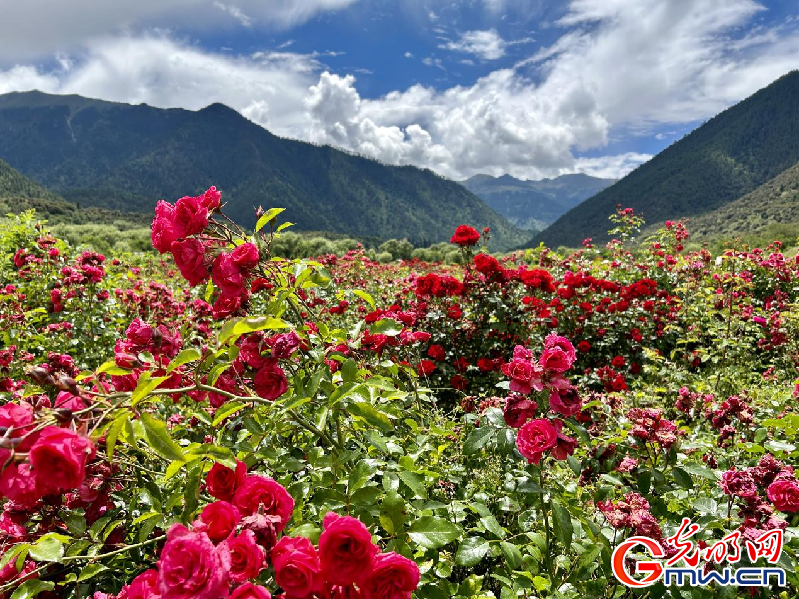 我們的家園丨【組圖】 綠水青山入畫，“金山銀山”筑起