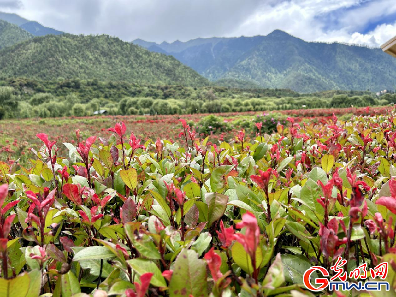 我們的家園丨【組圖】 綠水青山入畫，“金山銀山”筑起