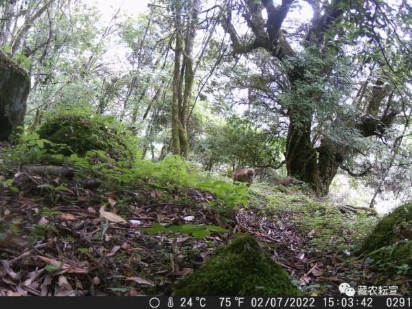 西藏色季拉山發(fā)現(xiàn)雪豹、白頰獼猴等多種珍稀野生動物