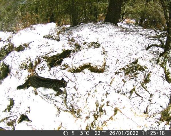 西藏色季拉山發(fā)現(xiàn)雪豹、白頰獼猴等多種珍稀野生動物