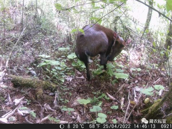 西藏色季拉山發(fā)現(xiàn)雪豹、白頰獼猴等多種珍稀野生動物