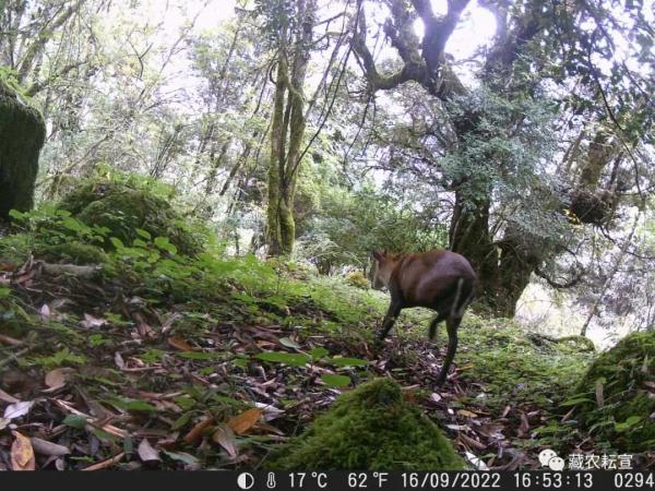 西藏色季拉山發(fā)現(xiàn)雪豹、白頰獼猴等多種珍稀野生動物