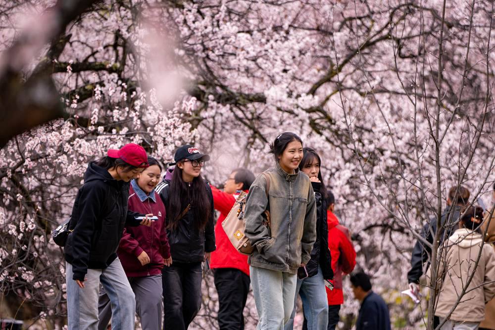 桃花盛開惹人醉，八方游客賞花來。徐馭堯攝