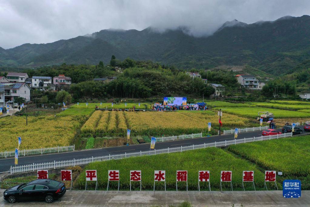 10月16日拍攝的三都鎮(zhèn)新和村袁隆平生態(tài)水稻種植基地（無人機照片）。