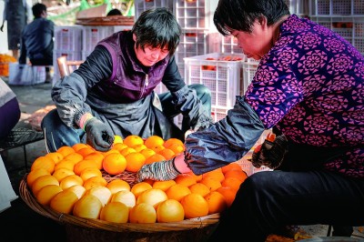 柿餅飄香致富路