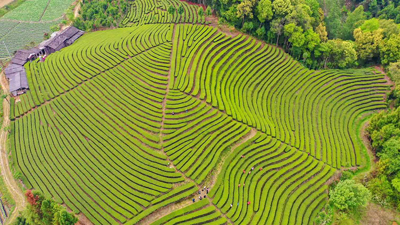 茶旅融合助力鄉(xiāng)村振興。 龔德濤攝