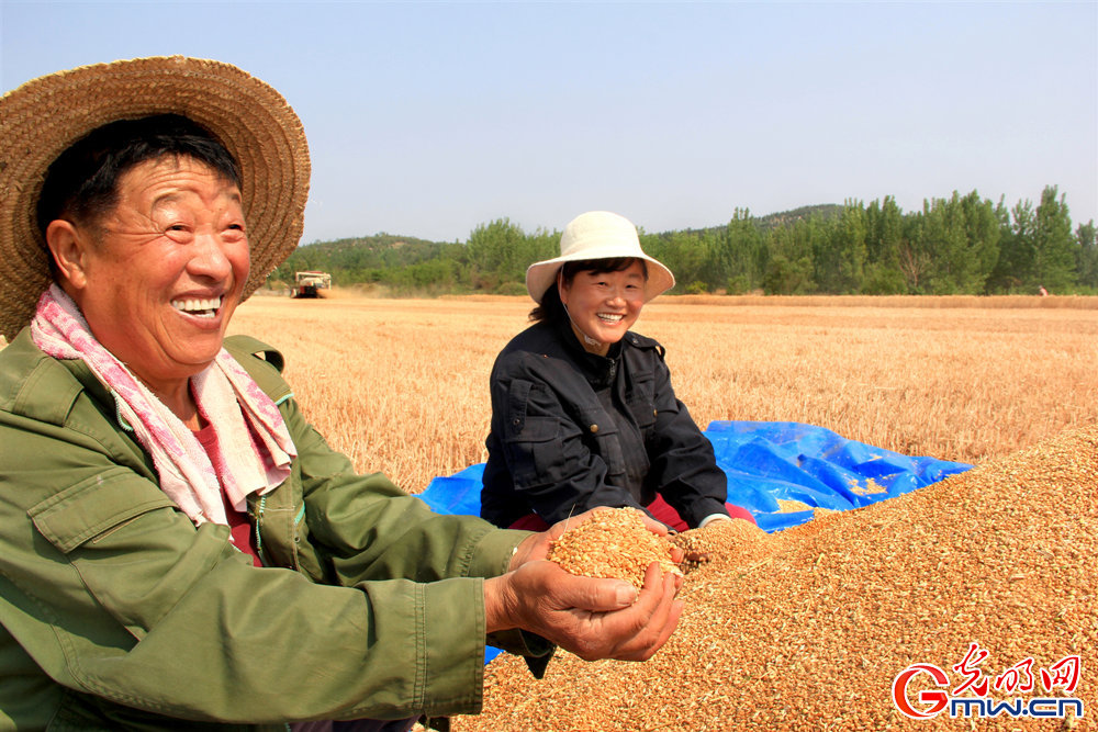 【顆粒歸倉(cāng)】安徽：“機(jī)械強(qiáng)農(nóng)” 力保小麥機(jī)收率穩(wěn)定在99%以上