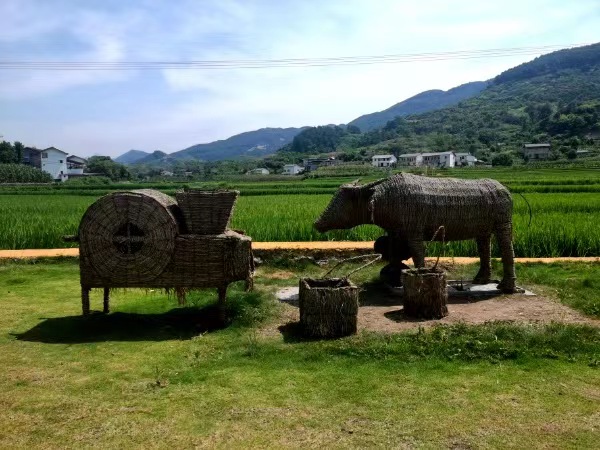 東升村稻園故鄉(xiāng)。徐雯瑄攝