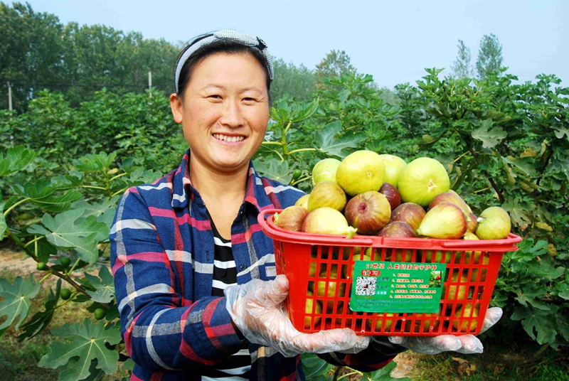 圖為一農(nóng)民正在展示豐收的無(wú)花果。東?？h委宣傳部供圖_副本