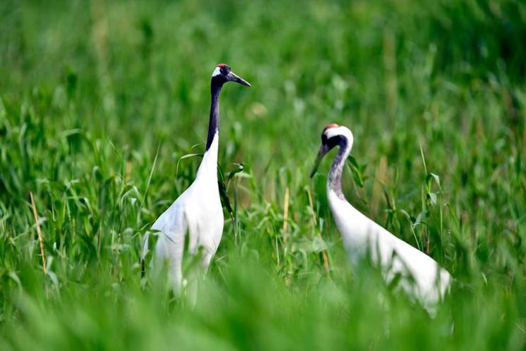 黃河入?？凇ど綎|東營(yíng)：這里有座“鳥(niǎo)類國(guó)際機(jī)場(chǎng)”