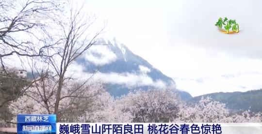 西藏林芝：巍峨雪山阡陌良田 桃花谷春色驚艷