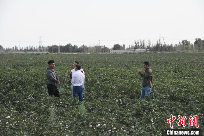 “超級棉田”工作人員為記者講解極飛智慧農(nóng)業(yè)系統(tǒng)管理棉花的全過程。　中新社記者 　孫亭文 攝