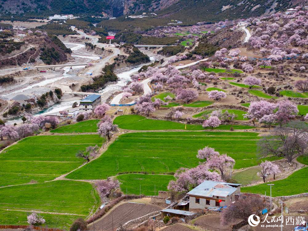 西藏嘉黎：藏北高原桃花開出致富好“錢”景