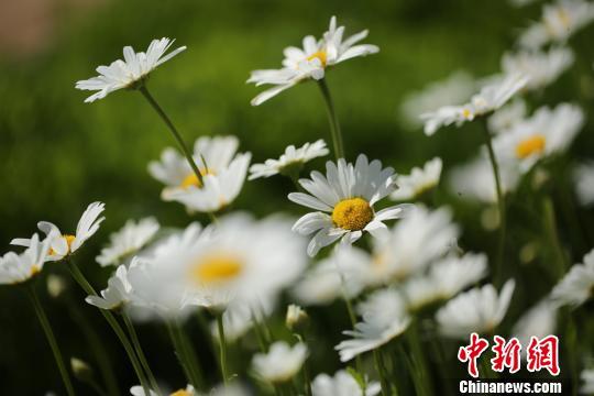 甘肅金昌花開(kāi)戈壁游人賞花拍照“人比花嬌”