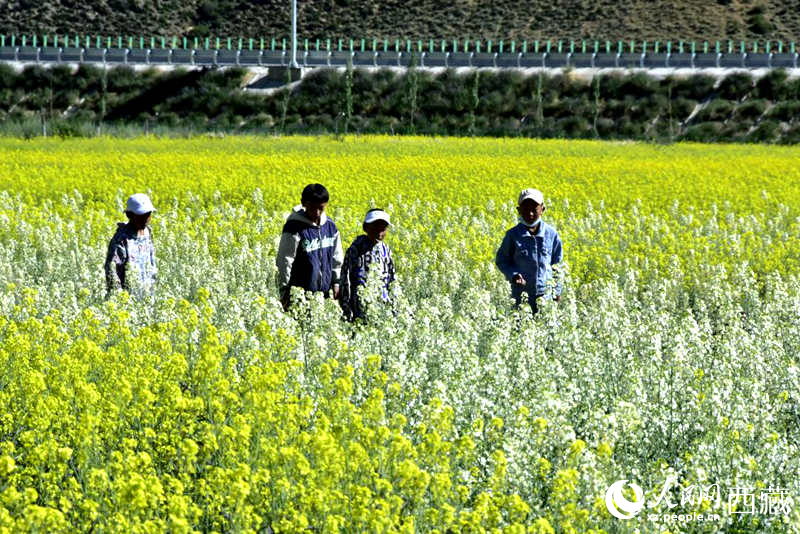 小孩在油菜花田嬉戲。人民網(wǎng) 李海霞攝